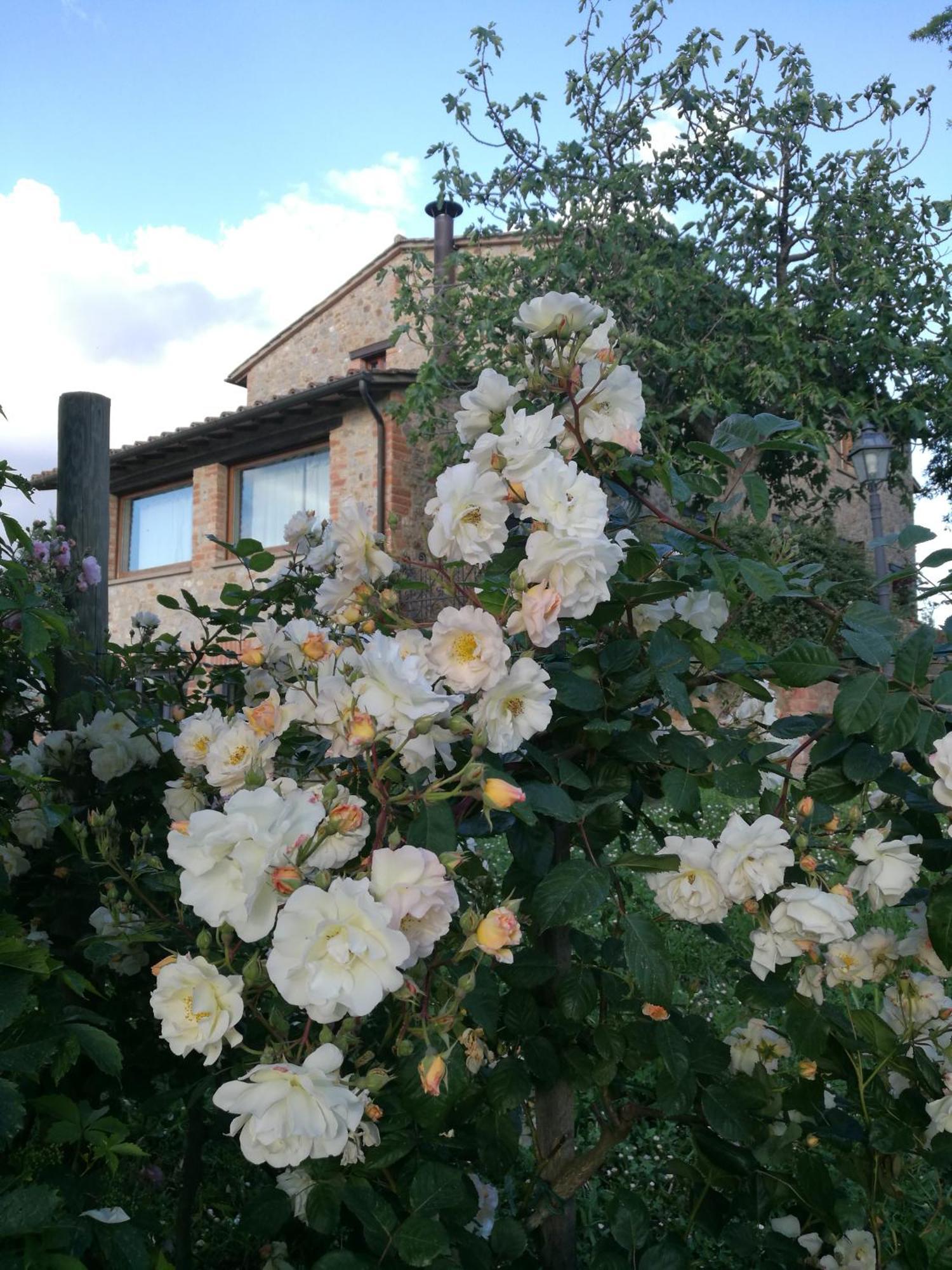 Agriturismo Cornieto Monteleone d'Orvieto Exterior photo